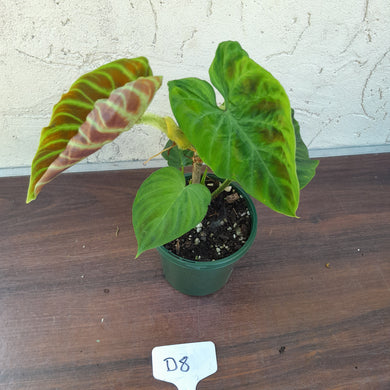 #D8 Philodendron Verrucosum