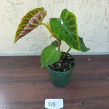 Load image into Gallery viewer, #D8 Philodendron Verrucosum