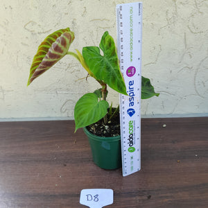 #D8 Philodendron Verrucosum