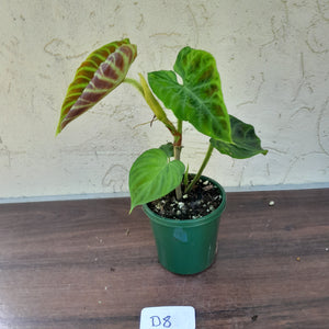 #D8 Philodendron Verrucosum