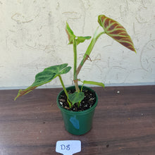 Load image into Gallery viewer, #D8 Philodendron Verrucosum