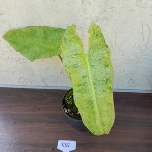 #R35 Philodendron Paraiso Verde
