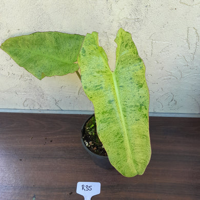 #R35 Philodendron Paraiso Verde