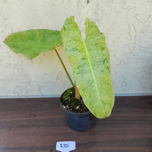 Load image into Gallery viewer, #R35 Philodendron Paraiso Verde