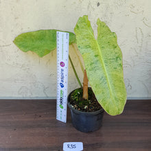 Load image into Gallery viewer, #R35 Philodendron Paraiso Verde