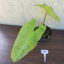 Load image into Gallery viewer, #R35 Philodendron Paraiso Verde