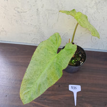 Load image into Gallery viewer, #R35 Philodendron Paraiso Verde