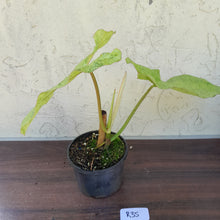 Load image into Gallery viewer, #R35 Philodendron Paraiso Verde