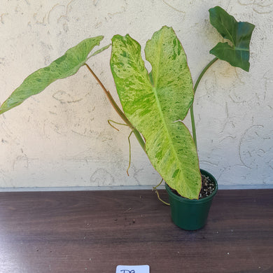 #D9 Philodendron Paraiso Verde