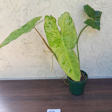 Load image into Gallery viewer, #D9 Philodendron Paraiso Verde