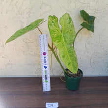 Load image into Gallery viewer, #D9 Philodendron Paraiso Verde