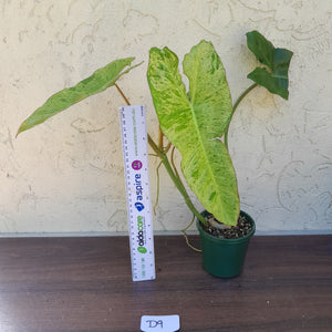 #D9 Philodendron Paraiso Verde