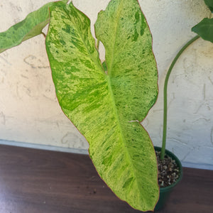 #D9 Philodendron Paraiso Verde