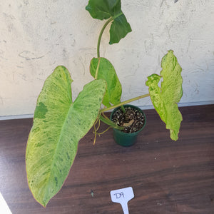 #D9 Philodendron Paraiso Verde