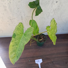 Load image into Gallery viewer, #D9 Philodendron Paraiso Verde