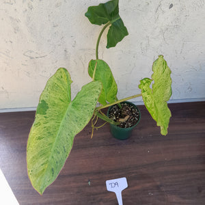 #D9 Philodendron Paraiso Verde