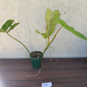 #D9 Philodendron Paraiso Verde