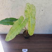 Load image into Gallery viewer, #D5 Philodendron Paraiso Verde