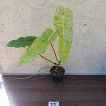 Load image into Gallery viewer, #D5 Philodendron Paraiso Verde
