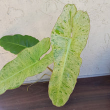 Load image into Gallery viewer, #D5 Philodendron Paraiso Verde