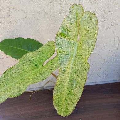 #D5 Philodendron Paraiso Verde