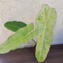 Load image into Gallery viewer, #D5 Philodendron Paraiso Verde