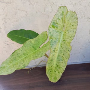 #D5 Philodendron Paraiso Verde