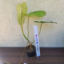 Load image into Gallery viewer, #D5 Philodendron Paraiso Verde