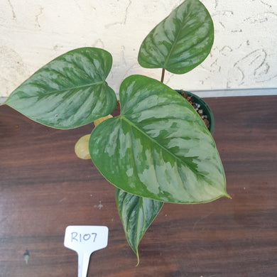 #R107 Philodendron Sodiroi