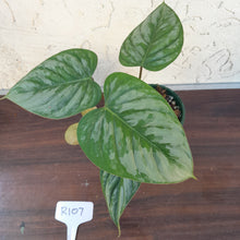 Load image into Gallery viewer, #R107 Philodendron Sodiroi