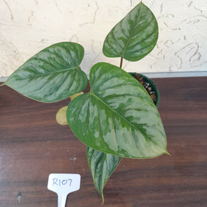 #R107 Philodendron Sodiroi