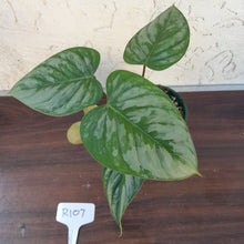 Load image into Gallery viewer, #R107 Philodendron Sodiroi