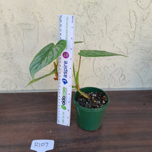 Load image into Gallery viewer, #R107 Philodendron Sodiroi
