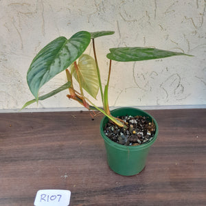 #R107 Philodendron Sodiroi