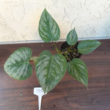 Load image into Gallery viewer, #D25 Philodendron Sodiroi