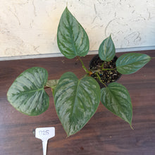 Load image into Gallery viewer, #D25 Philodendron Sodiroi