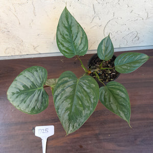#D25 Philodendron Sodiroi