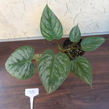 Load image into Gallery viewer, #D25 Philodendron Sodiroi