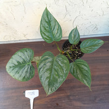 Load image into Gallery viewer, #D25 Philodendron Sodiroi