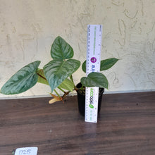 Load image into Gallery viewer, #D25 Philodendron Sodiroi