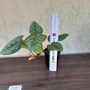#D25 Philodendron Sodiroi