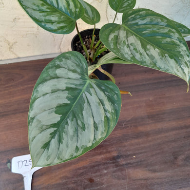 #D25 Philodendron Sodiroi