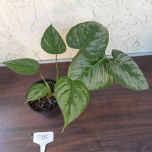 Load image into Gallery viewer, #D25 Philodendron Sodiroi