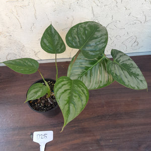 #D25 Philodendron Sodiroi