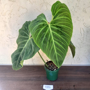 #D14 Large Philodendron Splendid (Melanochrysum x Verrucosum)