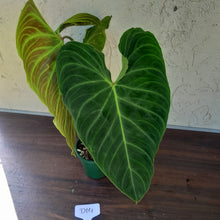 Load image into Gallery viewer, #D14 Large Philodendron Splendid (Melanochrysum x Verrucosum)