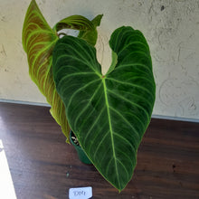 Load image into Gallery viewer, #D14 Large Philodendron Splendid (Melanochrysum x Verrucosum)