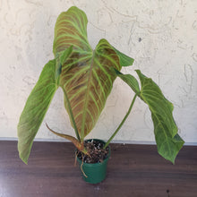 Load image into Gallery viewer, #D14 Large Philodendron Splendid (Melanochrysum x Verrucosum)