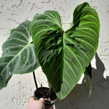 Load image into Gallery viewer, #D14 Large Philodendron Splendid (Melanochrysum x Verrucosum)