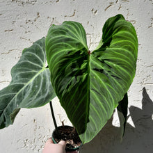 Load image into Gallery viewer, #D14 Large Philodendron Splendid (Melanochrysum x Verrucosum)